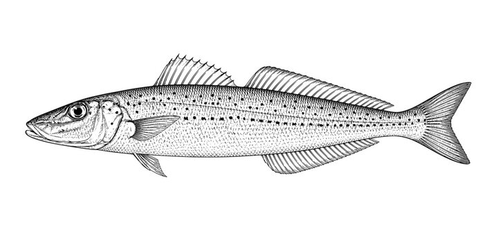 King George Whiting Fish Vintage Engraving Vector Illustration
