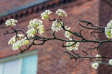 Close-up of white blossoms on a Callery pear tree branch against a blurred brick building background © Baharlou