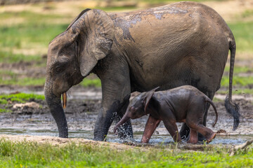 Fototapeta premium Baby African Forest Elephant (Loxodonta cyclotis) walking with mother at Dzanga Bai in the Central African Republic