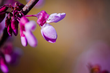 Obraz premium Close-up of Purple Judas Tree Blossoms