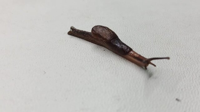 a brown, half-bodied snail moving across a white, textured surface.
