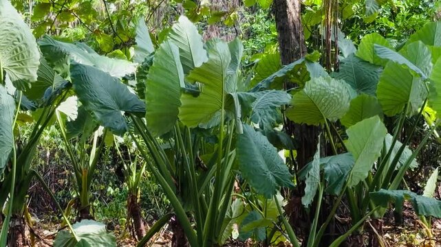 Large green leaves of Alocasia macrorrhizos, also known as Giant Taro or Elephant Ear plant, growing in a lush tropical jungle garden in Phuket, Thailand. Natural exotic background.