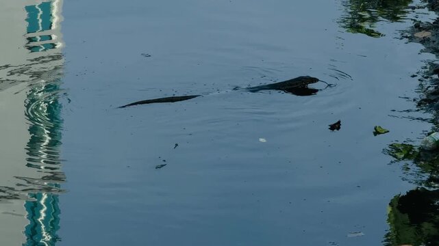 A large Asian water monitor lizard swimming in a river canal in Thailand. Wild reptile moving through the water in its natural habitat, showcasing tropical wildlife and biodiversity.