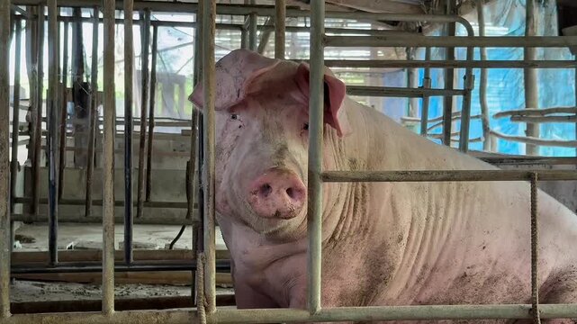 Sow in pig farm preparing to give birth natural agriculture footage