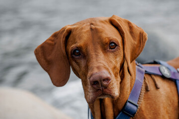 Close-up of a brown Vizsla dog with expressive eyes. The background features blurred water and rocks, creating a natural outdoor setting. © Stanislava