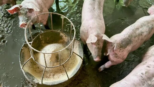 pig and piglet Piglet in a farm Small piglet sucking Brest milk on from mother pig in the farm. Video 4k footage 