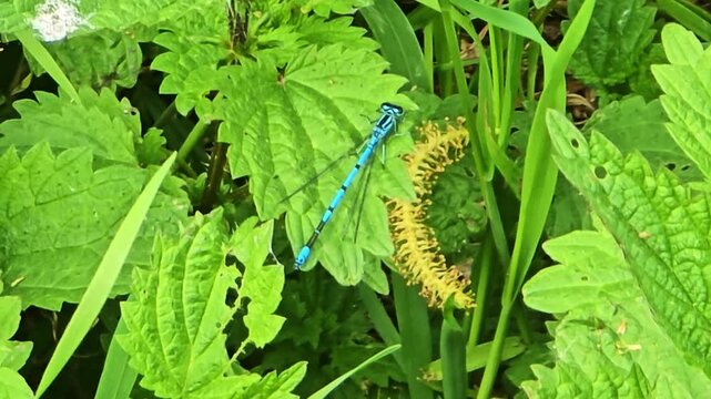 Close up tracking shot of blue damselfly resting on green foliage