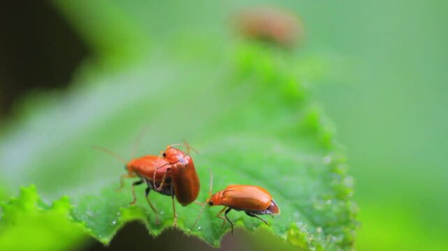 macro and micro photos of plants and wild nature backgrounds
