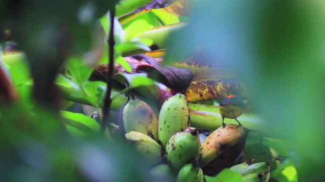macro and micro photos of plants and wild nature backgrounds