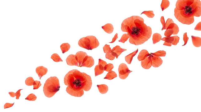 Vibrant red poppy petals falling in motion, delicate floral composition with wild poppy flowers, elegant spring blossom petals for wedding and beauty design isolated on Transparent Background