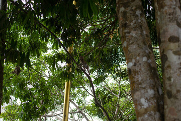 Fototapeta premium Wild monkey balancing on a branch high in the jungle canopy, with lush greenery and a golden statue adding cultural atmosphere.