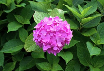 Fototapeta premium 梅雨のイメージ写真 紫陽花