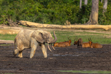 Naklejka premium Wild African Forest Elephant (Loxodonta cyclotis) covered in mineral rich mud together with Western Bongos (Tragelaphus eurycerus) at Dzanga Bai in the Central African Republic