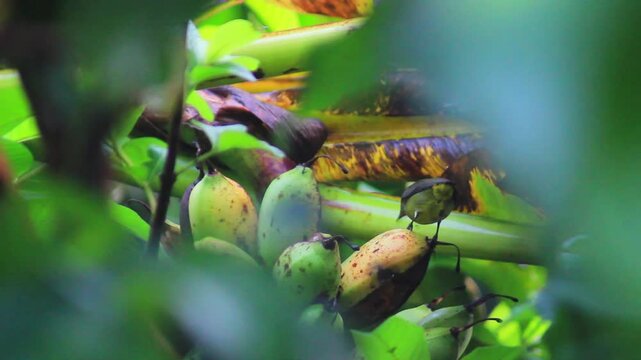 macro and micro photos of plants and wild nature backgrounds