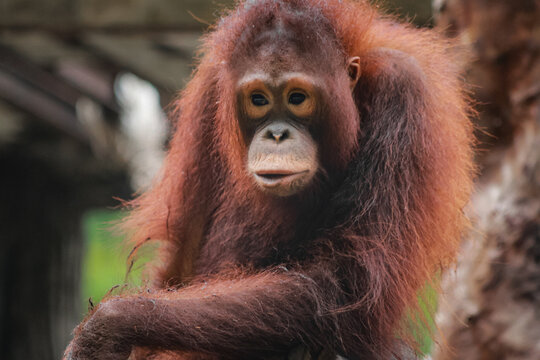 Orangutan (genus Pongo), an intelligent primate that is endemic to the islands of Borneo and Sumatra