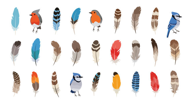 A charming illustration showcasing a variety of colorful bird feathers in diverse patterns, accompanied by small robins and blue jays.