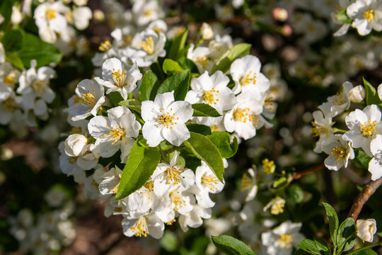 white flowers in the park