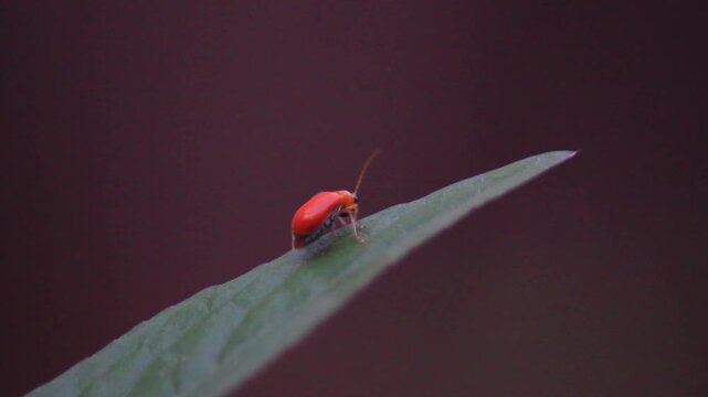 macro and micro photos of plants and wild nature backgrounds