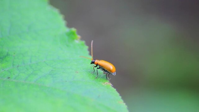 macro and micro photos of plants and wild nature backgrounds