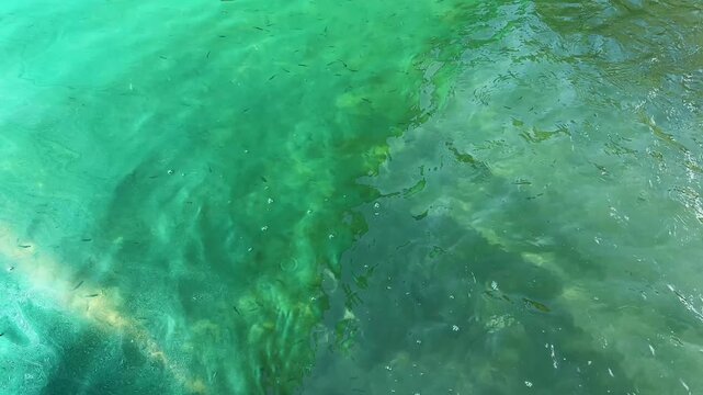 Small Juvenile Fish Swimming in Clear Hatchery Water Pond