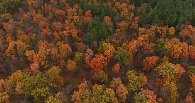 Aerial drone view of a dense autumn forest covered in vibrant orange and green foliage.