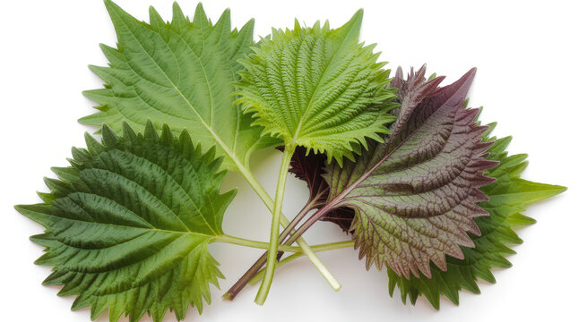 Fresh green and purple shiso leaves isolated on a clean white background, for culinary use