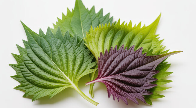 Fresh perilla leaves including green and purple varieties isolated on a plain white background