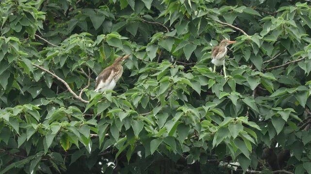 White egrets perched among lush green tree leaves in a forest habitat