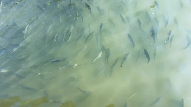 Aerial View of Fish School Swimming in Water Pond