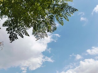 Fototapeta premium sky and tree with clouds 