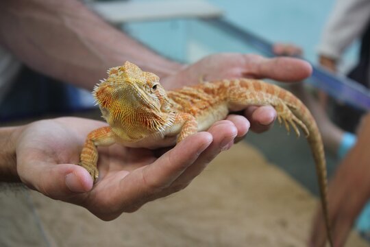 Bearded dragon held in hands during a reptile exhibit in a pet store on a sunny afternoon
