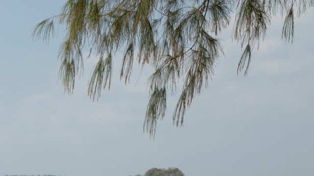 Casuarina Tree Branches Swaying Against a Clear Sky in Krabi Thailand