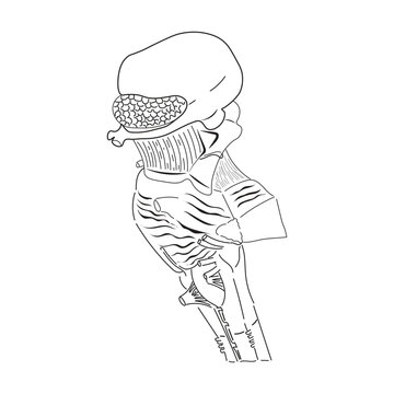 Hand drawn line art sketch of human brainstem and internal anatomy