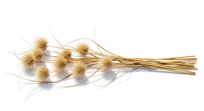 Dried lagurus grass bouquet on white background, fluffy bunny tail decorative stems, natural beige pampas grass for interior design and floral arrangements