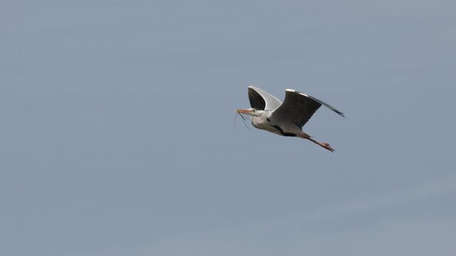 Grey Heron Flying Through Blue Sky Carrying Nesting Material in Kyoto Japan