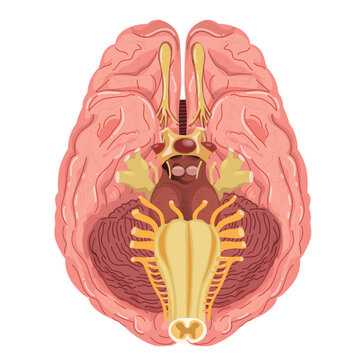 Inferior bottom view of human brain anatomy vector illustration