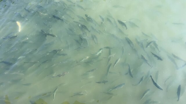 Shoal of Freshwater Trout Fish Swimming in a Circling Pattern in Pond