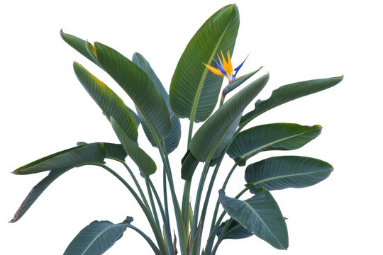 Strelitzia reginae plant with large green leaves and a vibrant orange and blue bird of paradise