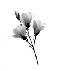 Obraz premium White flower with black markings close up of a beautiful white flower featuring striking black markings on its petals
