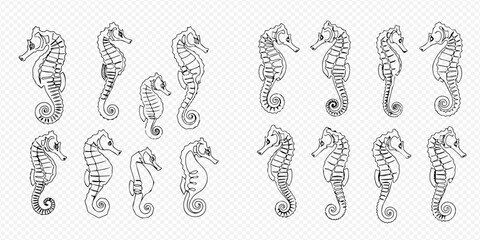 Collection of hand-drawn seahorse illustrations in various poses and sizes, perfect for marine-themed designs and educational materials. © Lunara Arts