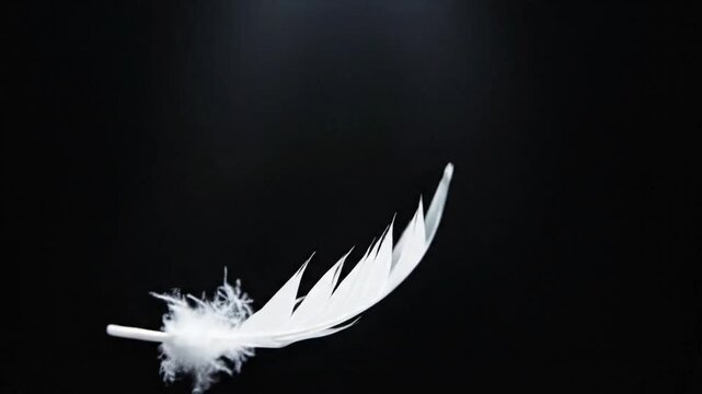 White feather falls slowly on black background in clear display of movement and simplicity