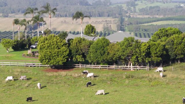Aerial view of a herd of cows grazing on a lush green pasture with a sprawling macadamia nut farm in the background.
