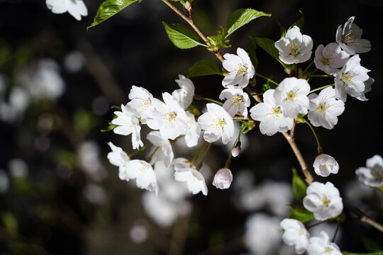 Close up of white cherry blossoms with fresh green leaves in spring.