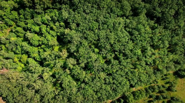 An aerial drone view looks straight down over a dense green forest canopy, capturing the lush treetops of a summer woodland.