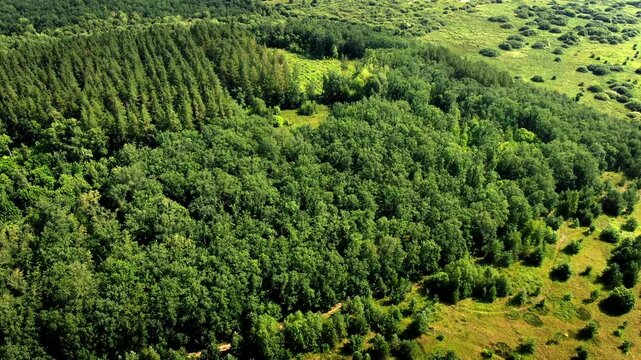 Drone footage captures lush woodland textures and rolling natural terrain under bright daylight.