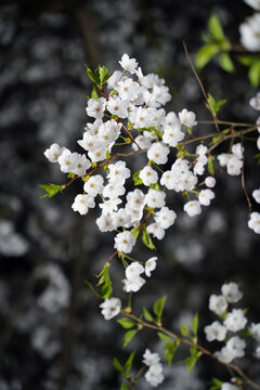 Beautiful sakura flowers blooming on a branch with dark blurred background