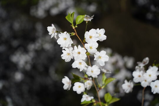 Macro shot of delicate white cherry blossom petals in a spring garden