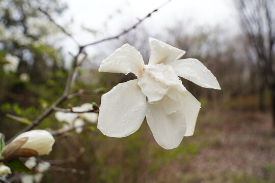 Pure white magnolia petals with morning dew on a blurred background.
