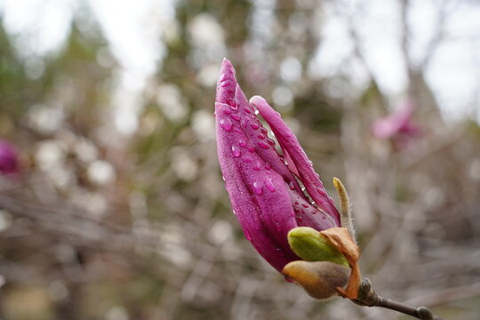 magnolia tree blossom