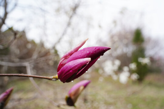 magnolia tree blossom